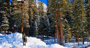 James is a lifelong dog lover and has been interested in dog behavior and rehabilitation for several years. Pine Ranch Dog Training Boarding