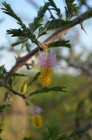 Image result for Talinum crispatulum