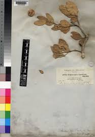 Image result for Dobera