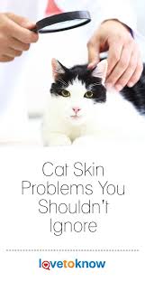 Maybe you would like to learn more about one of these? Cat Skin Problems You Shouldn T Ignore Lovetoknow Cat Skin Cat Skin Problems Skin Problems
