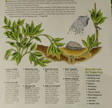 Layering Propagating Plants Propagating Plants Plants Botany