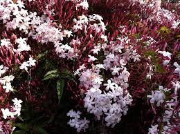 Image result for Jasminum polyanthum