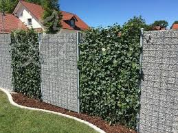 Efeuhecke Gabione Classic 1 Efeuhecke Hecke Gartengestaltung