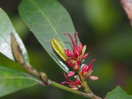 Image result for Hamamelidaceae