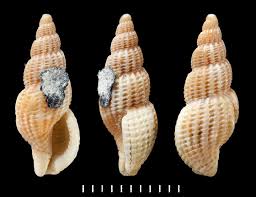 Image result for Raphionacme monteiroae