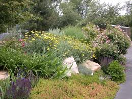 Case Study Water Conservation In San Antonio Texas Living Waters Project Xeriscape Landscaping Xeriscape Native Plant Landscape
