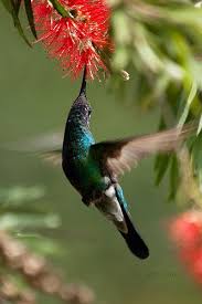 Colibri Beautiful Birds Birds In The Sky Pet Birds