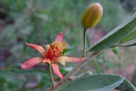 Image result for Grewia flava