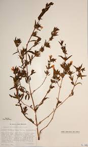 Image result for Dyschoriste trichocalyx