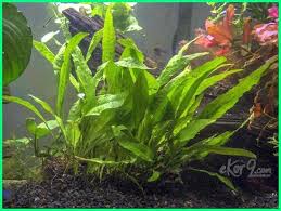 Aquascapemerupakan salah satu inovasi dalam dunia aquarium yang berusaha untuk menampilkan keindahan dunia air. 10 Macam Dan Jenis Tanaman Hias Untuk Aquarium Air Tawar Ekor9 Com Ekor9 Com