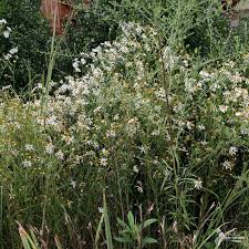 Image result for Asterochaete