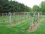 Small Vineyard Layout