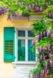 Tui magic life jacaranda 5* курорт, сиде. Wisteria
