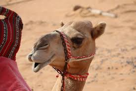 Best fishing spots in united arab emirates. Why Camel Racing Is The Uae S Most Loved Sport