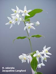 Image result for Polystachya odorata