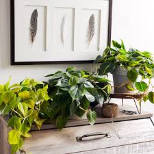 These plants obviously need bright light or a direct sunlight. Indoor Plants For Low Light Better Homes Gardens