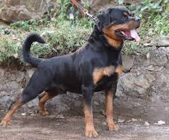 Image result for Rotala gossweileri