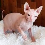 Donskoy Cat Breed Information - GoKitty