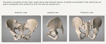 The bony pelvis & gender differences in pelvic anatomy. Pelvic Anatomy Good Day Pilates