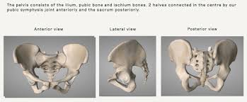 Pelvic Anatomy Good Day Pilates