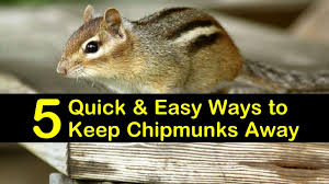 Keep firewood and similar piles away from the home to keep chipmunks from burrowing beneath the pile (and possibly under the home's foundation). 5 Quick Easy Ways To Keep Chipmunks Away