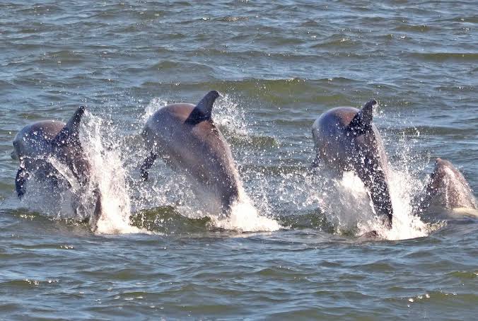 Cape May Whale Watcher