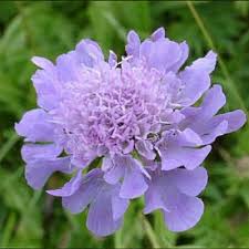 Image result for Scabiosa drakensbergensis