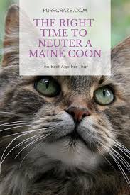 For male cats, coates says that the benefits of neutering are primarily behavioral, although the procedure does eliminate the possibility that a cat will develop. Why You Should Neuter Your Maine Coon At This Age Purr Craze