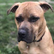 My name is hugo and i. Almost Home Animal Rescue League 25 Photos 23 Reviews Animal Shelters Southfield Mi Phone Number