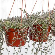 Image result for Senecio letouzeyanus