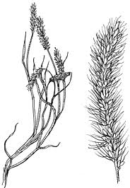 Image result for Setaria