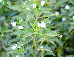 Image result for Canellaceae