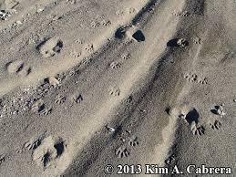 57 raccoon tracks premium high res photos. Animal Tracks Raccoon Procyon Lotor