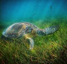 Sea Turtle Turtle Love Sea Turtle Turtle