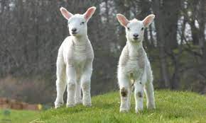 Correspondingly, what weight should a lamb be before slaughter? I Watched Lambs Being Slaughtered So I Could Appreciate Meat More Meat The Guardian