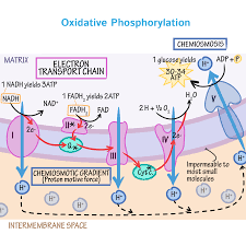 Ap Biology Biochemistry Basics Pogil Answer Key Physiology Tutorials Draw It To Know It Study Biology Biology Lessons Biochemistry Notes