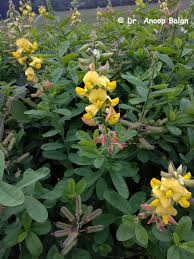 Image result for Crotalaria subcapitata