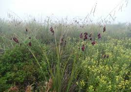 Image result for Dierama cupuliflorum