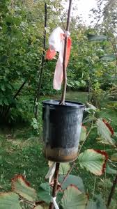 Propagation by seed is regarded as the most natural method, but frequently the new plants are not identical to the mother plant. Air Layering Vs Grafting Propagation Forum At Permies