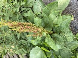 Image result for Rumex ruwenzoriensis