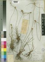 Image result for Kyllinga alba