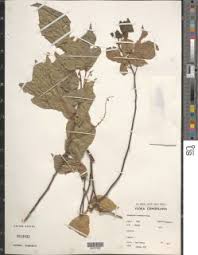 Image result for Allophylus ferrugineus