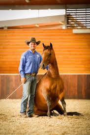 Dan steers from double dan horsemanship explains how he would go by getting started with a equine affaire's fantasia in w. Australian Wonder Horse Double Image At Equidays Nz Horse Pony