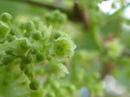 Image result for Searsia longipes