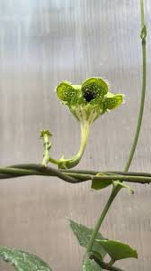 Image result for Ceropegia meyeri