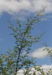 Image result for Acacia borleae