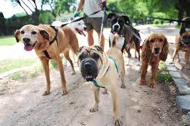 Top 10 Animal Welfare Grant Programs Dog Walking Business Dog Walking Dog Walker