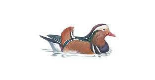 Canard mandarin mandarin duck pretty birds beautiful birds animals beautiful beautiful gif exotic birds beautiful mandarin duck. Mandarin Duck Facts Aix Galericulata The Rspb