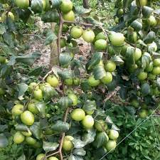 There are many trees that will grow well in georgia, not just peaches! Fruit Plants For Fruits Rs 25 Piece Dhillon Fruit Nursery Id 20885295155