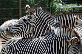 A park where live animals are exhibited. Startseite Zoo Frankfurt